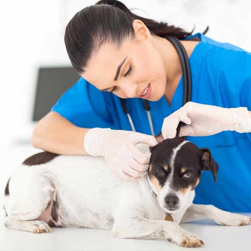 Dịch vụ tư vấn khám chữa bệnh thú cưng - ANIPET