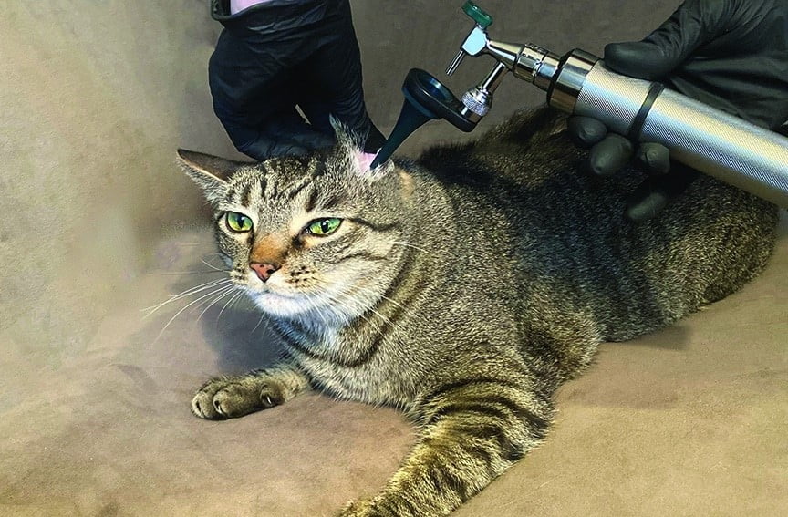 Một số bệnh ngoại - nội ký sinh trùng thường gặp