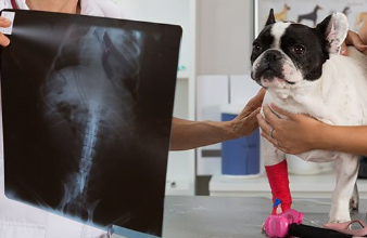 Bệnh viện Thú Y AniPet