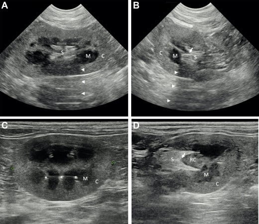 Khoa Tiết Niệu tại Bệnh viện Thú Y AniPet