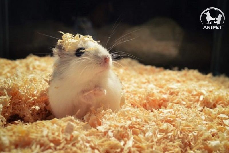 Những bệnh thường gặp ở chuột hamster và cách điều trị 