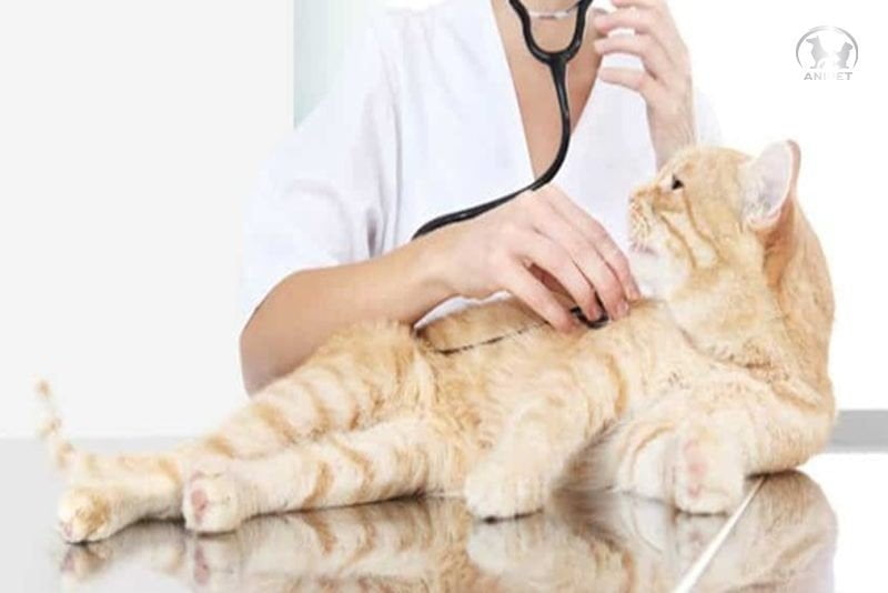 Dịch vụ xét nghiệm, siêu âm ở chó mèo