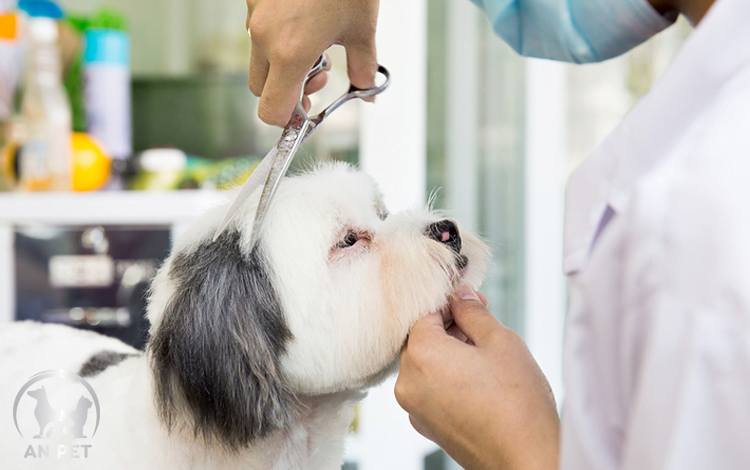 Top Dich Vu Spa Cho Thu Cung