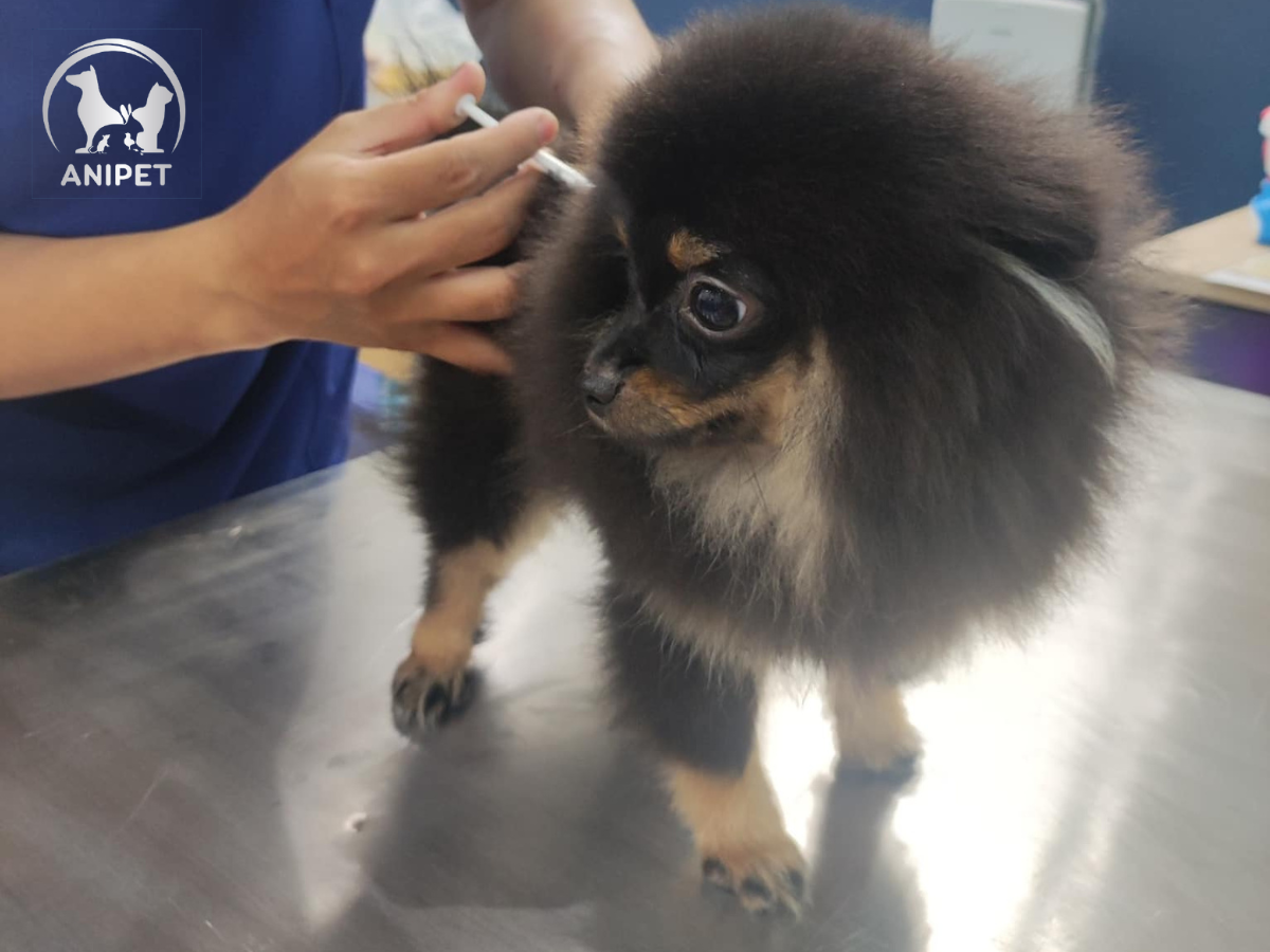 Bệnh viện Thú Y AniPet