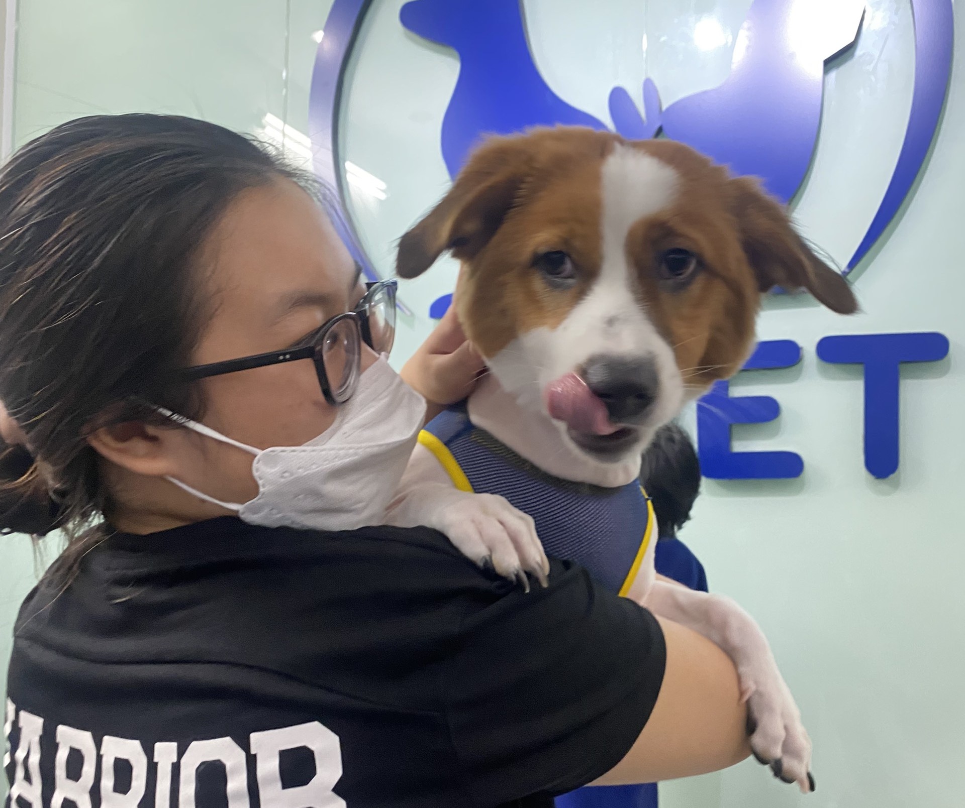 thiếu máu ở chó mèo