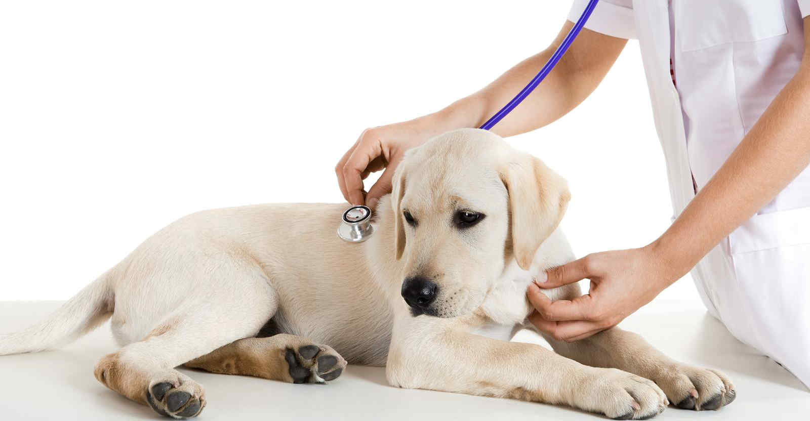 NGUYÊN NHÂN GÂY THIẾU MÁU Ở CHÓ VÀ CÁCH ĐIỀU TRỊ