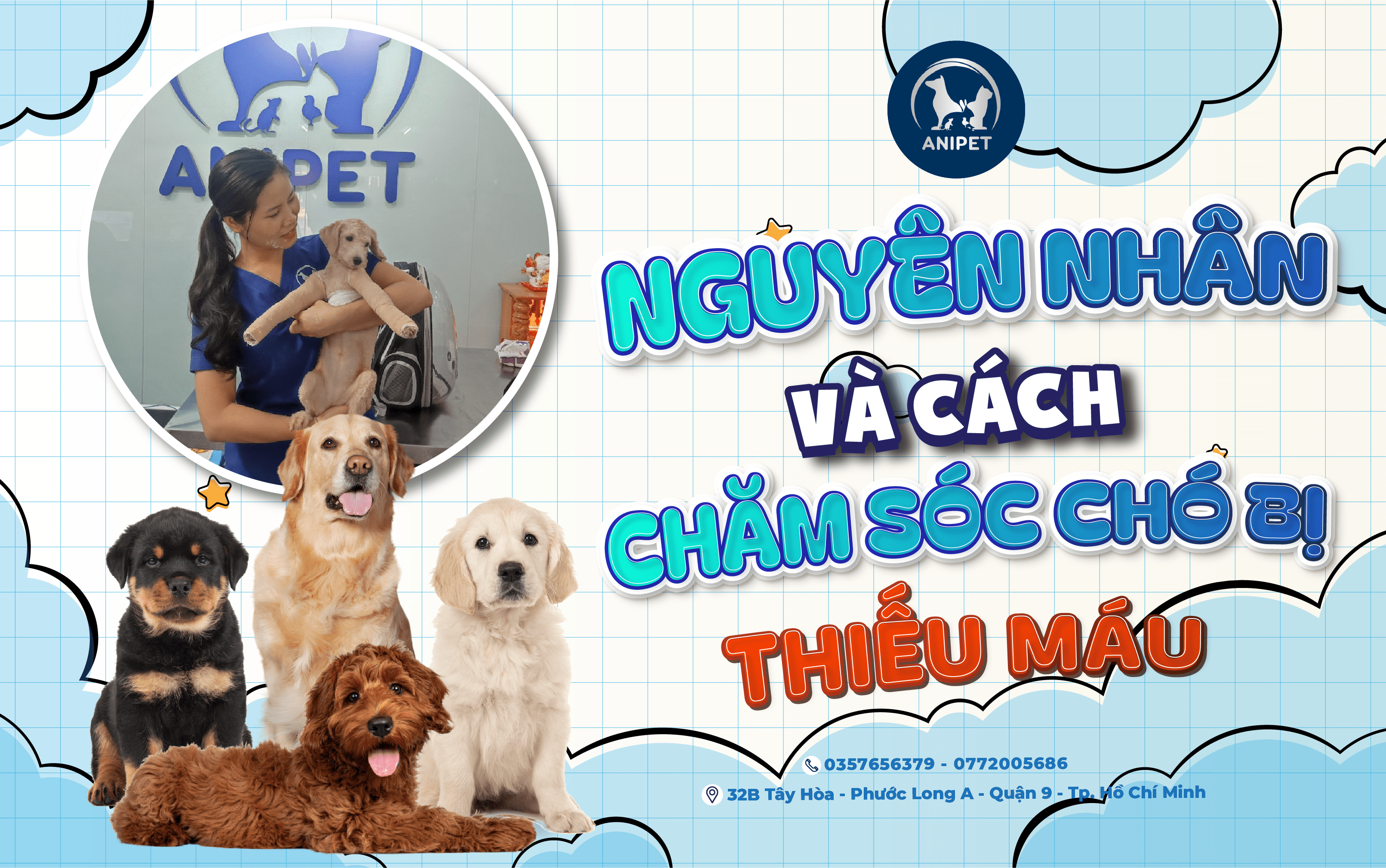 NGUYÊN NHÂN GÂY THIẾU MÁU Ở CHÓ VÀ CÁCH ĐIỀU TRỊ