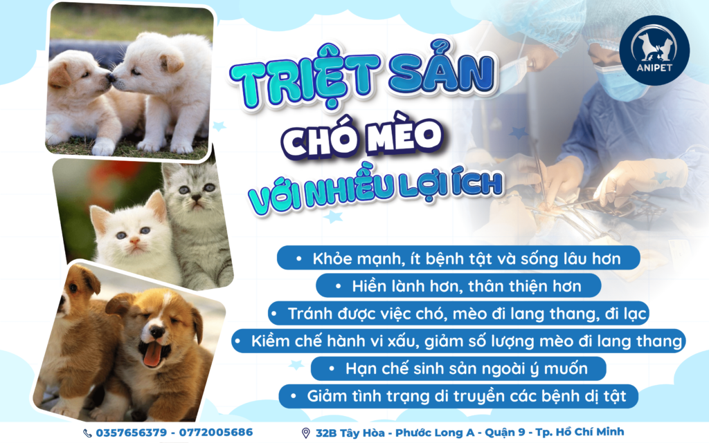 THUỐC TRÁNH THAI CHO CHÓ MÈO – NÊN HAY KHÔNG NÊN SỬ DỤNG?