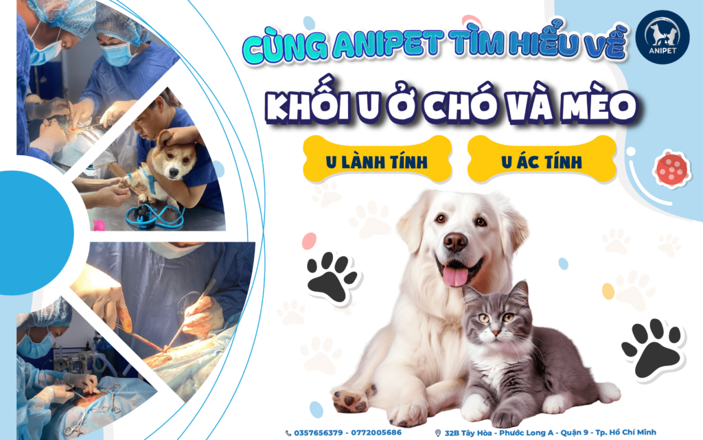 CÁC VẤN ĐỀ LIÊN QUAN ĐẾN KHỐI U Ở CHÓ MÈO VÀ PH N LOẠI U