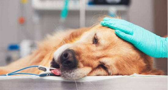 CÁC VẤN ĐỀ LIÊN QUAN ĐẾN KHỐI U Ở CHÓ MÈO VÀ PH N LOẠI U