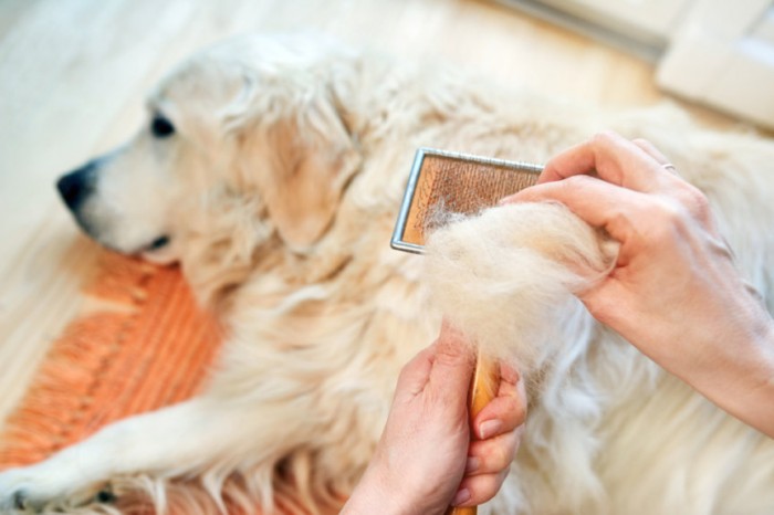 CÁC BỆNH NGOÀI DA PHỔ BIẾN Ở CHÓ MÈO CẦN ĐƯỢC QUAN T M