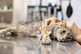 TÌM HIỂU VỀ BỆNH SUY THẬN Ở CHÓ MÈO VÀ CÁCH PHÒNG NGỪA, ĐIỀU TRỊ BỆNH