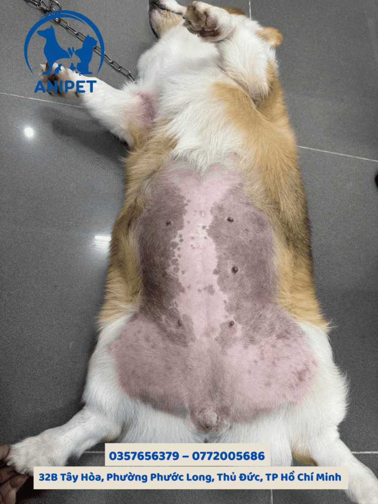 Bệnh viêm da ở chó mèo