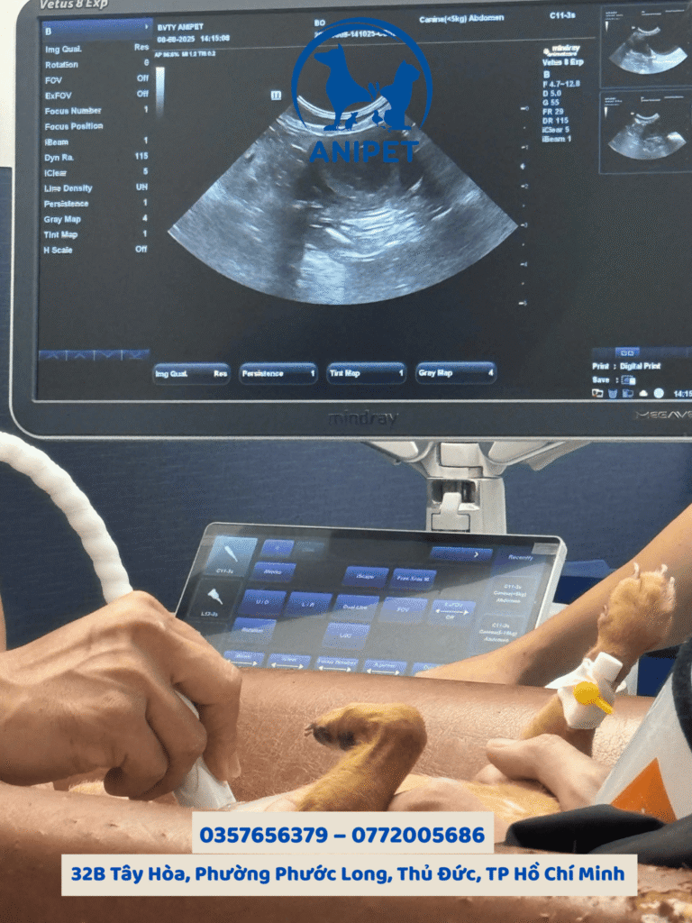 Khám sức khỏe tổng quát cho thú cưng