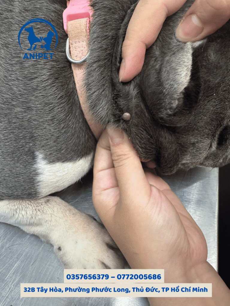 Nhiễm ký sinh trùng máu ở chó