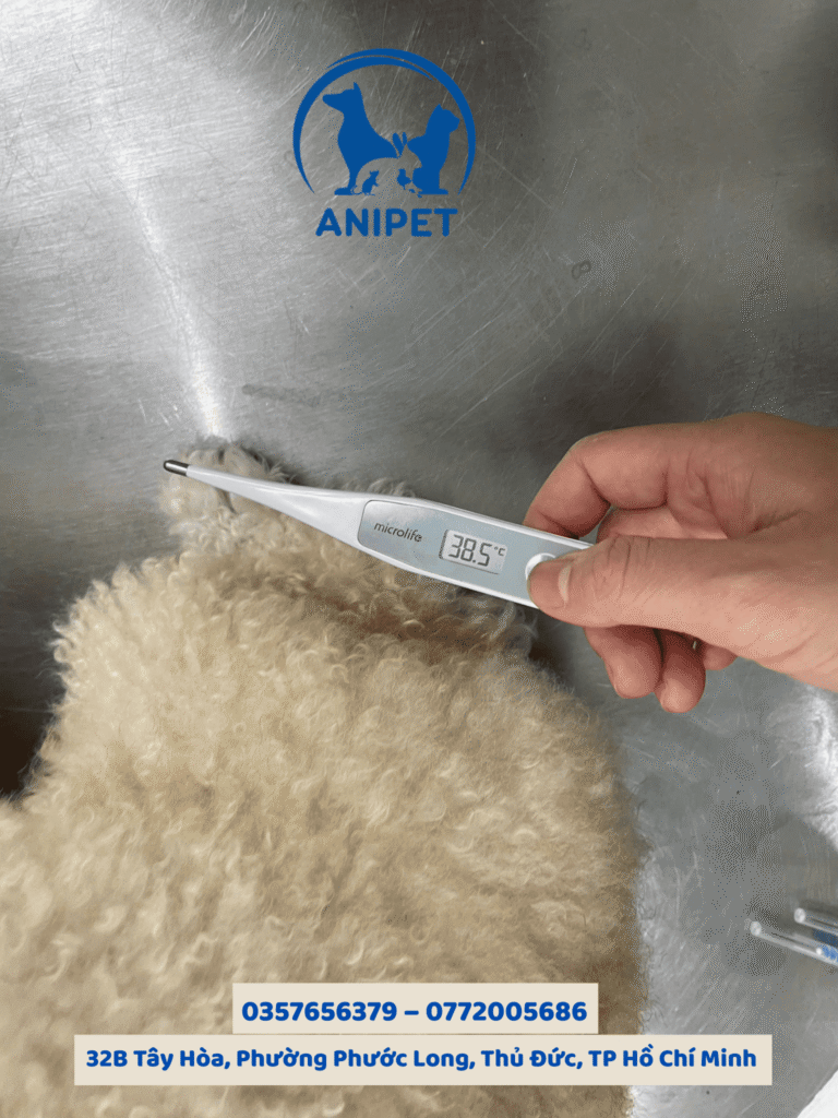 Thú cưng bị sốt và bỏ ăn