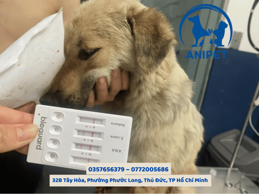 Hình ảnh bé cún bị xuất huyết do kí sinh trùng máu Hình ảnh bé cún bị xuất huyết do kí sinh trùng máu
