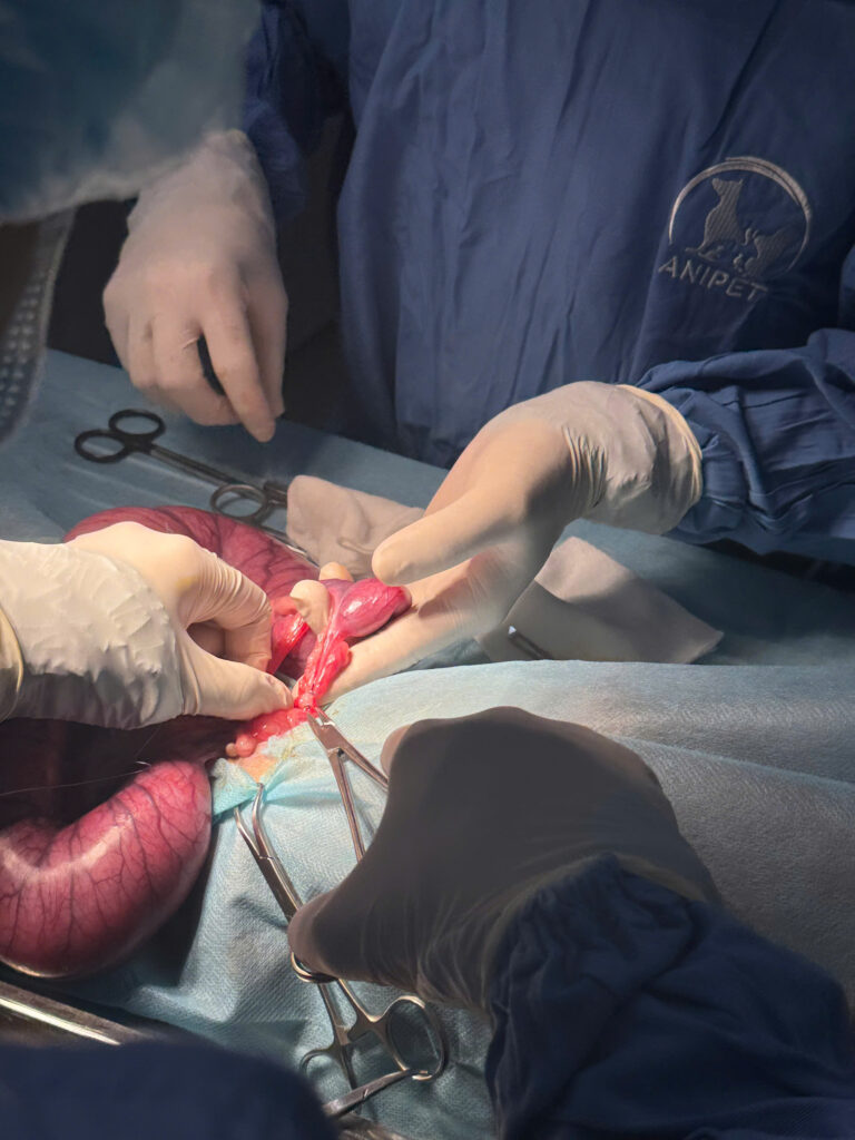 Dịch Vụ Phẫu Thuật Ngoại Khoa