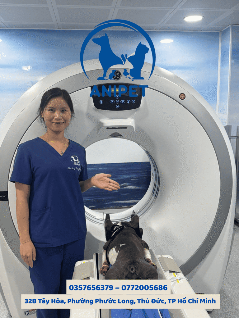 Chụp CT và MRI ở chó mèo