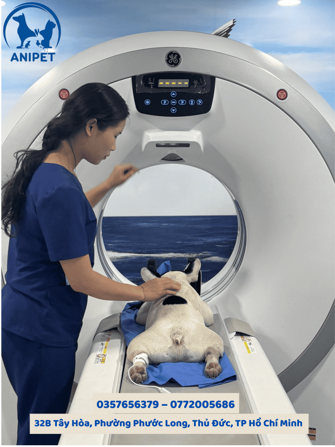 Chụp CT và MRI ở chó mèo - ANIPET