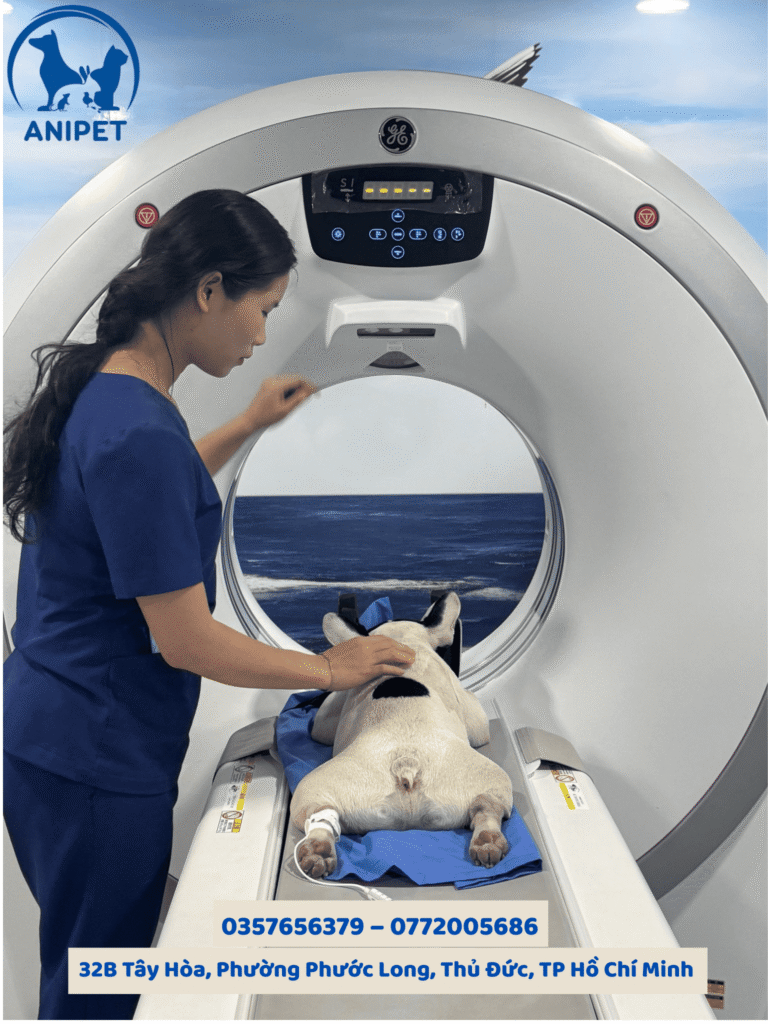 Chụp CT và MRI ở chó mèo
