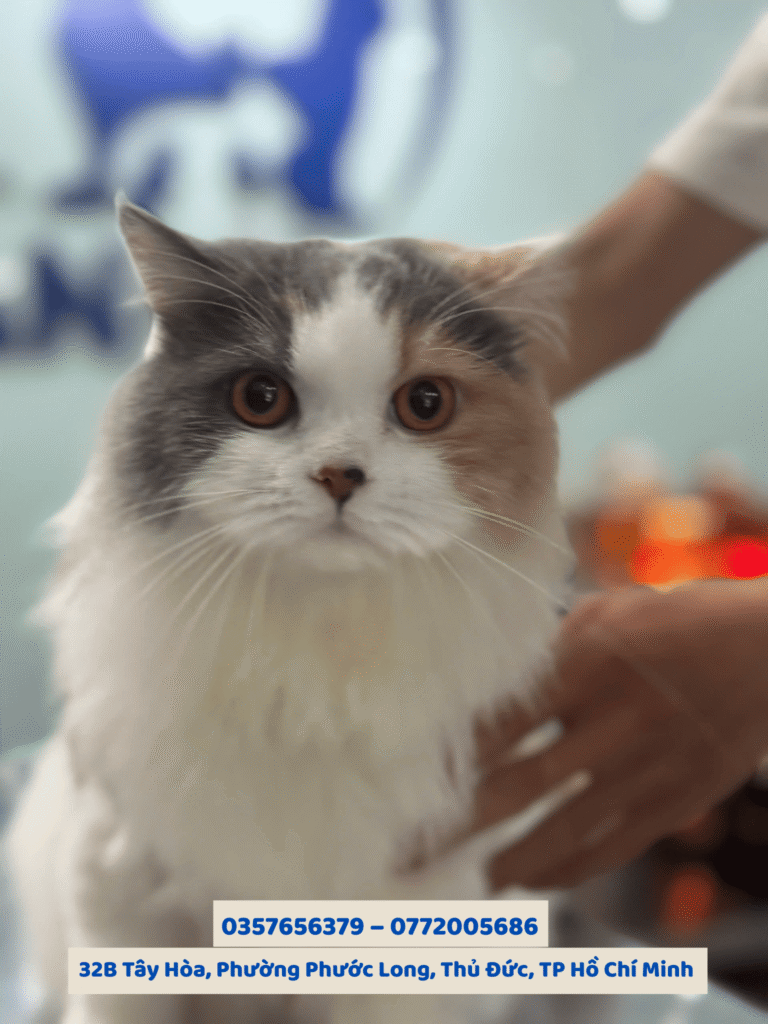 Spa grooming chó mèo