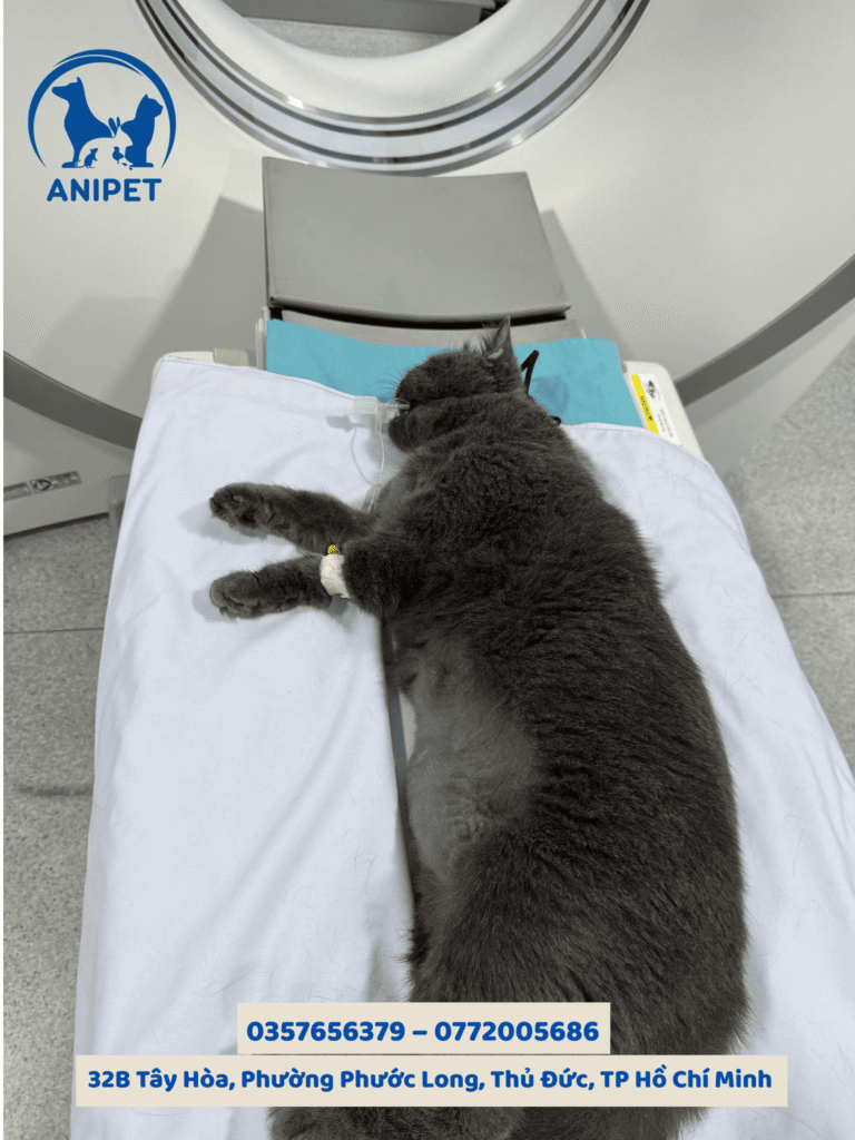 Chụp CT và MRI ở chó mèo