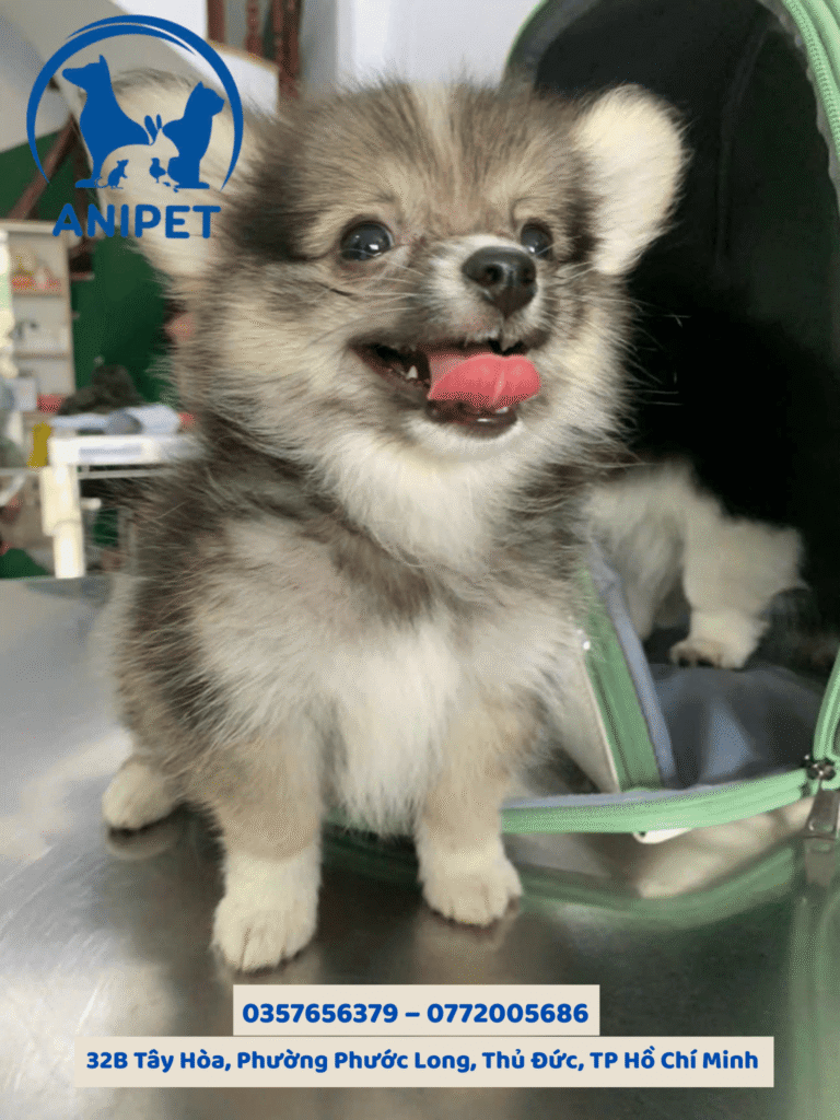 Spa grooming chó mèo