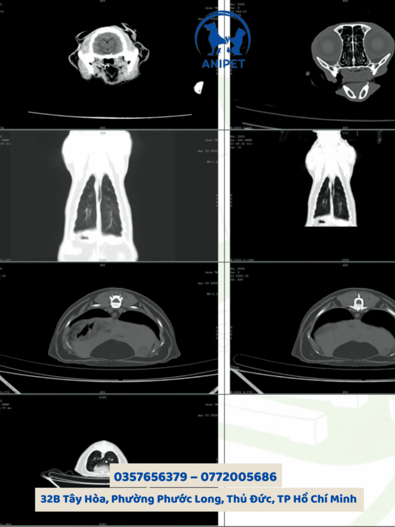 Chụp CT và MRI ở chó mèo