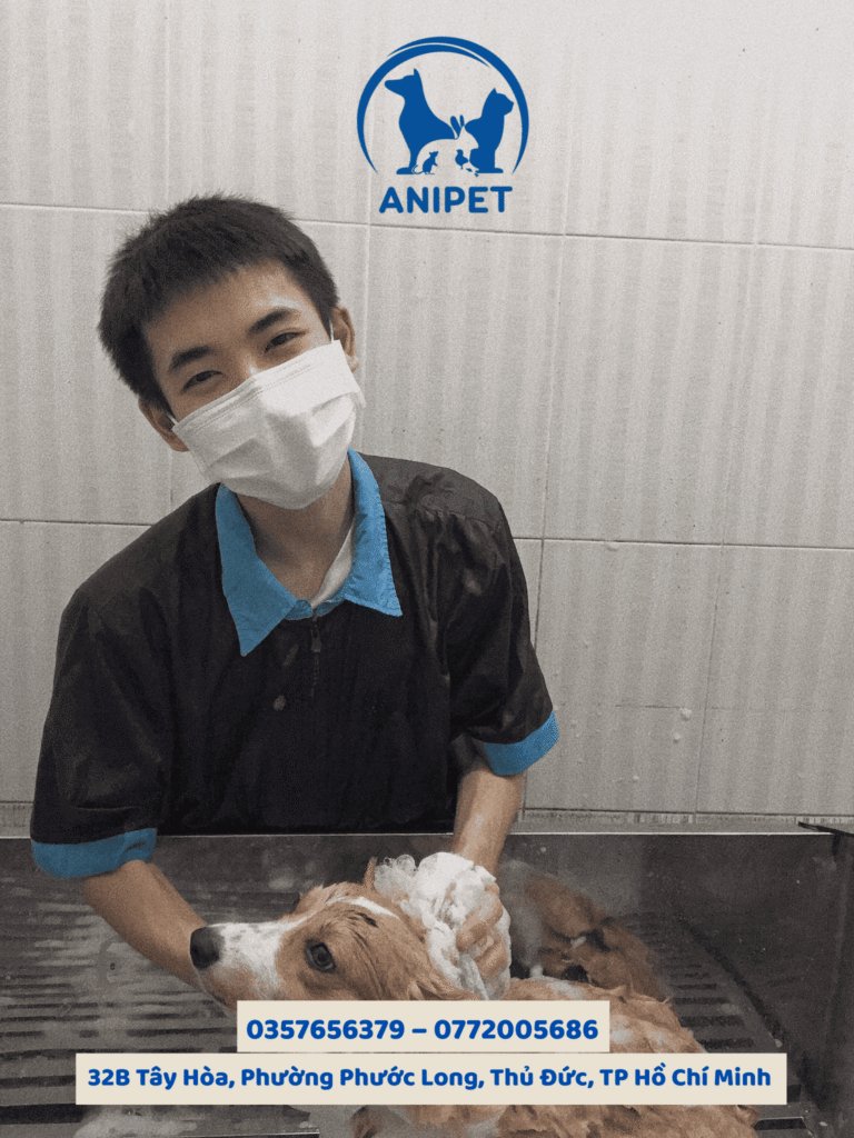 Spa grooming chó mèo
