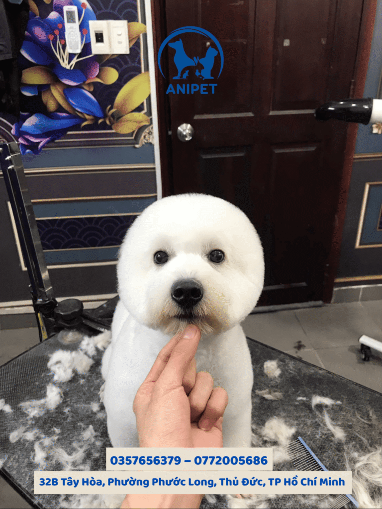 Spa grooming chó mèo