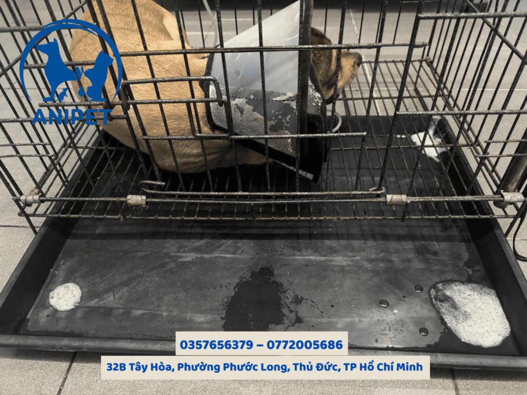 Chó bị rối loạn tiêu hóa