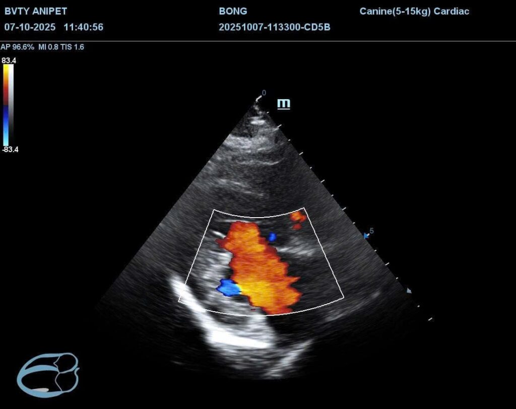 Bệnh tim ở chó mèo