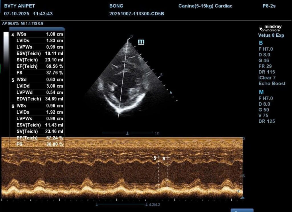 Bệnh tim ở chó mèo