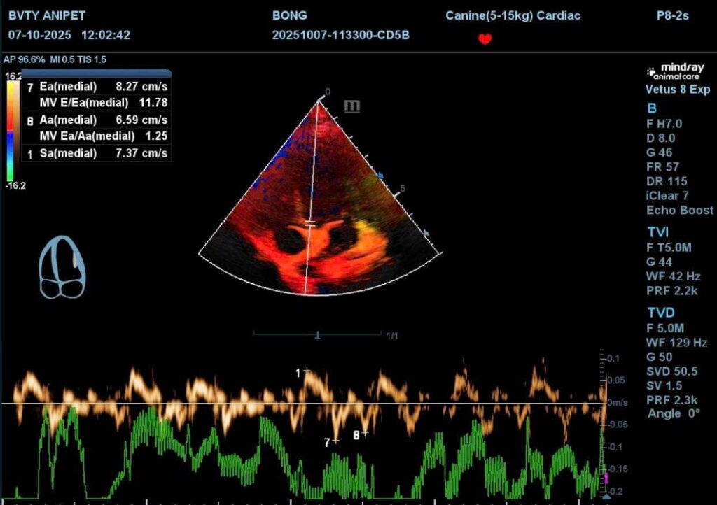 Bệnh tim ở chó mèo
