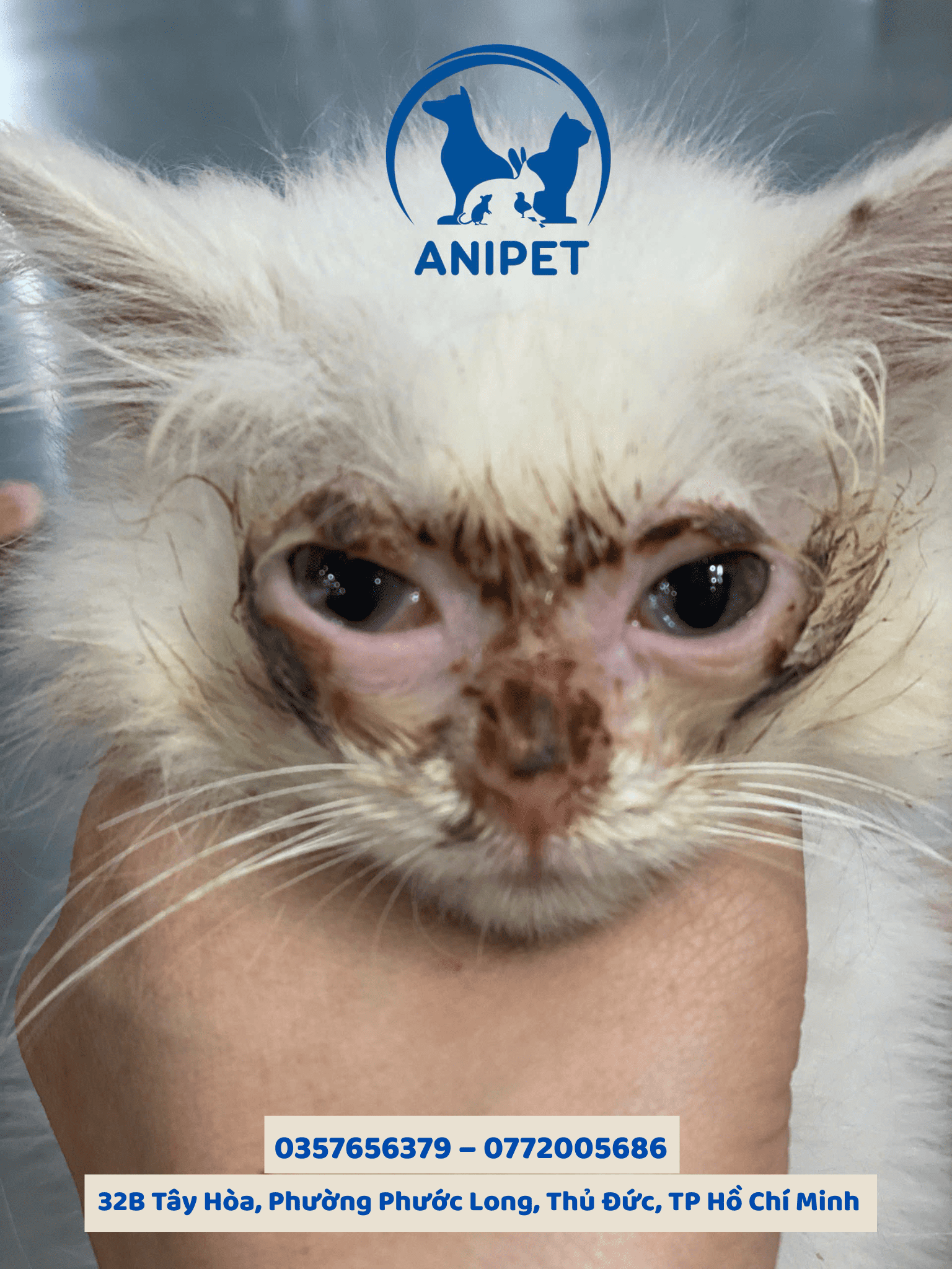 Chó mèo bị rụng lông từng mảng