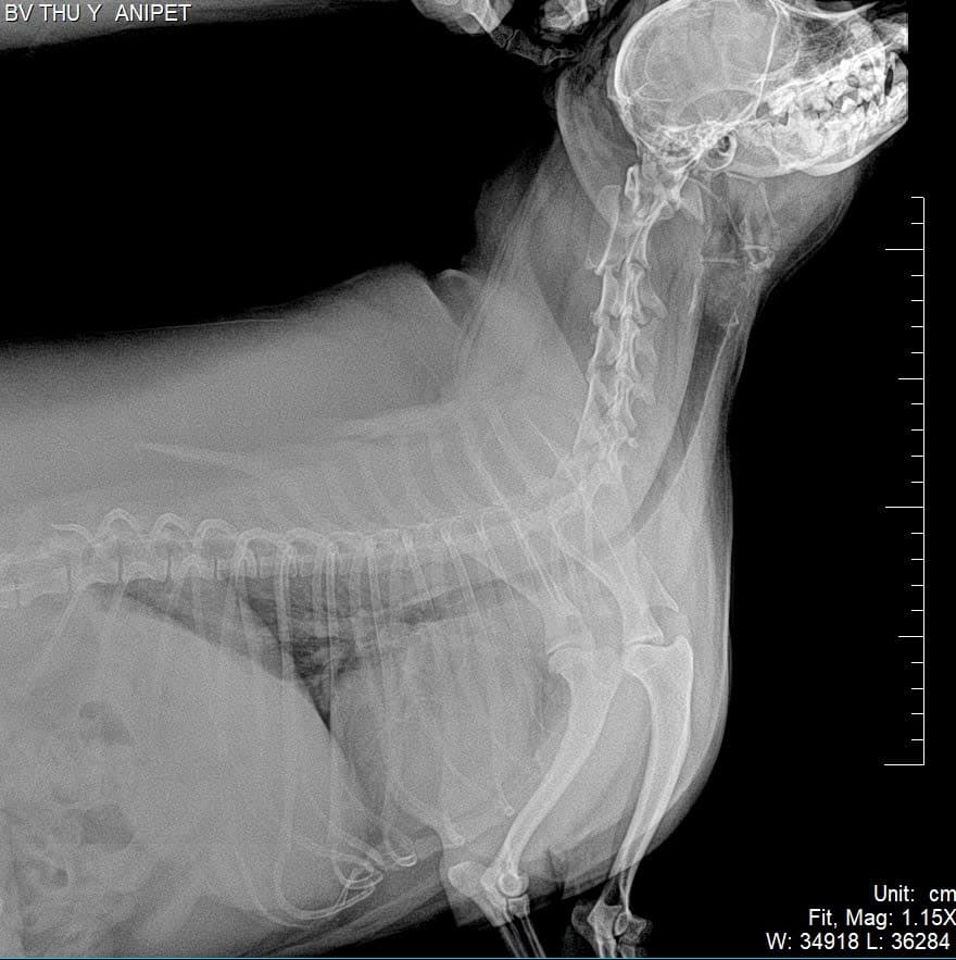 Bệnh tim ở chó mèo