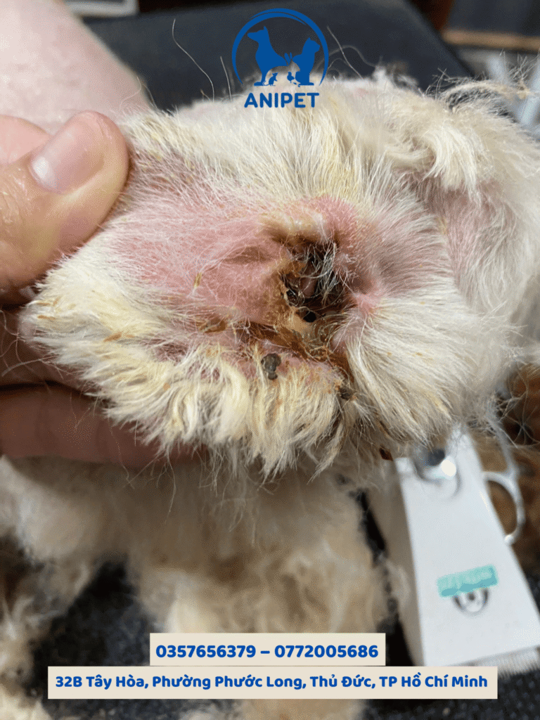 Vệ sinh tai cho chó mèo