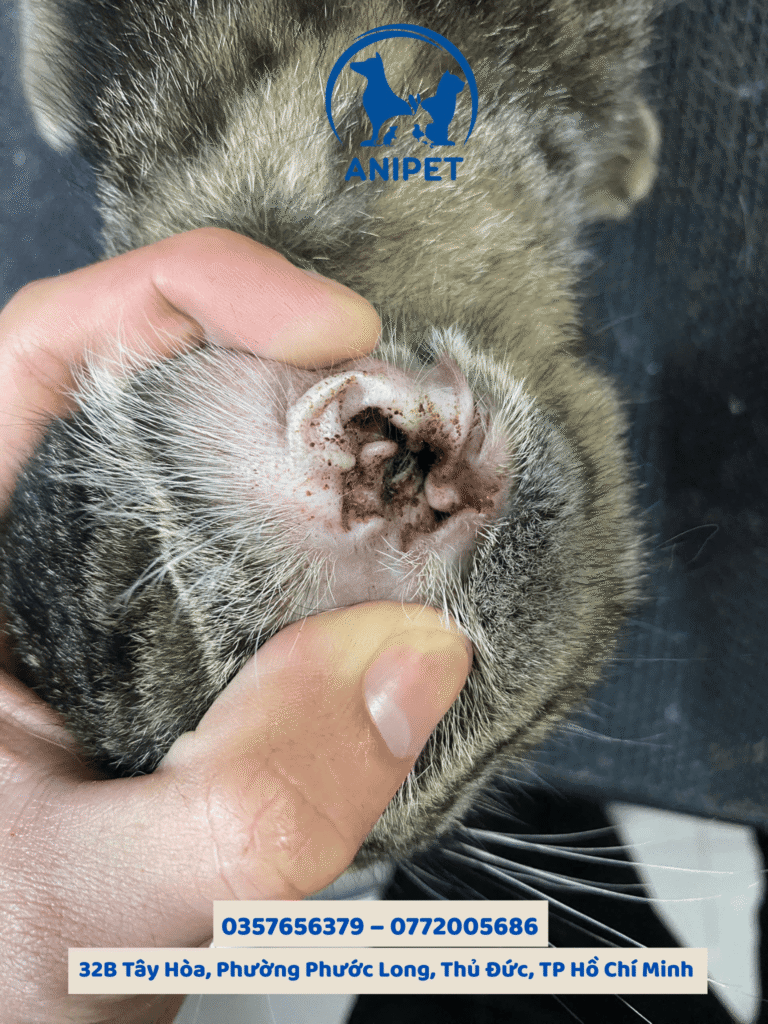 Vệ sinh tai cho chó mèo