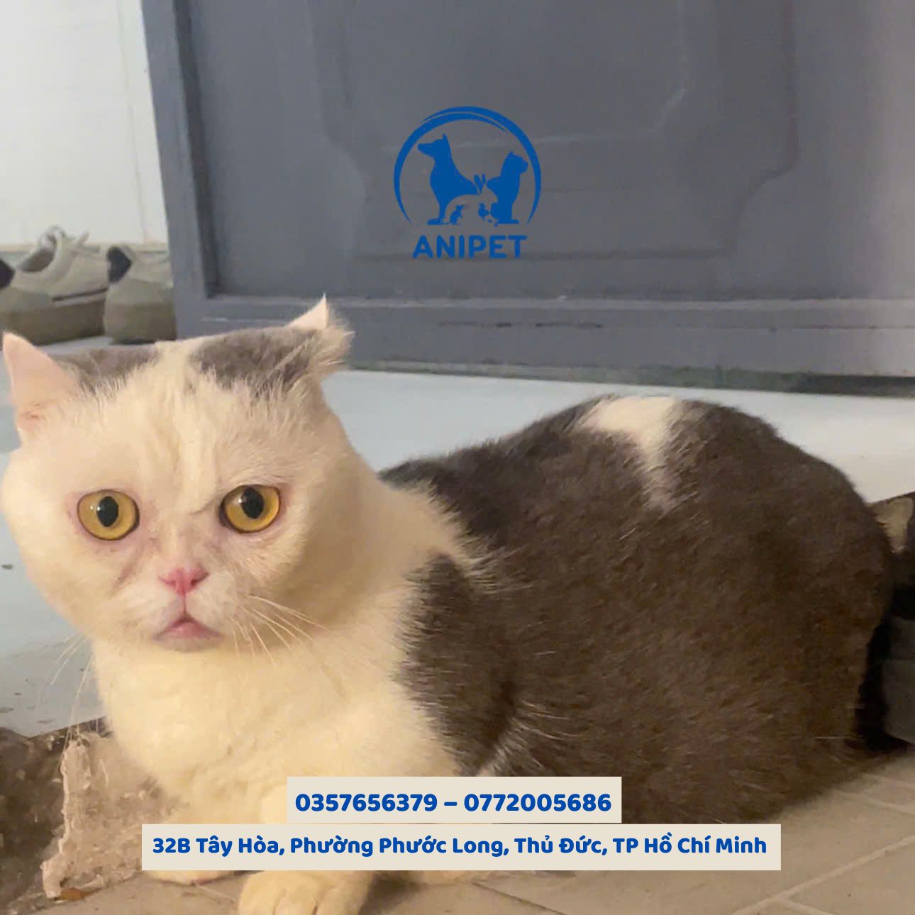 Béo phì ở chó mèo