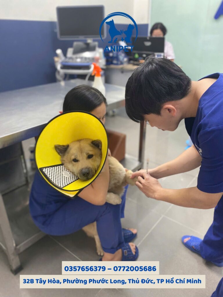 Chuẩn bị trước phẫu thuật cho chó mèo