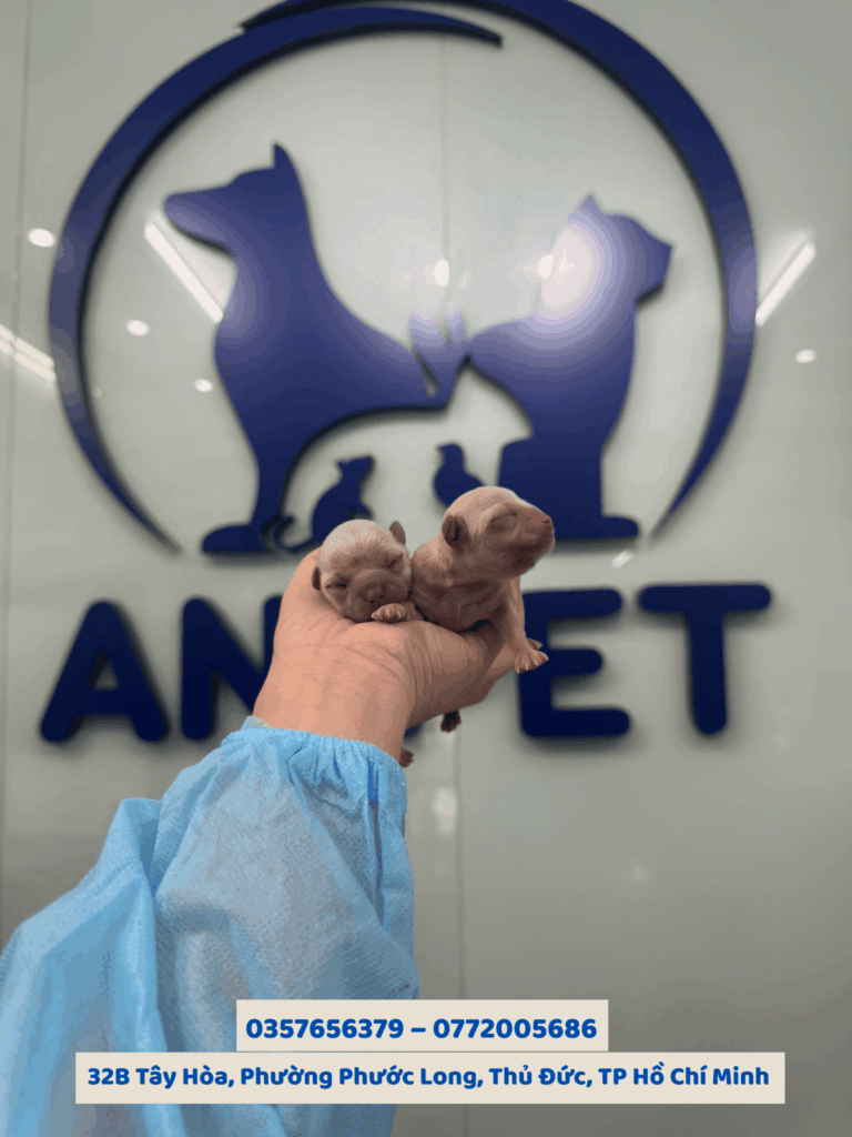 Phẫu thuật mổ đẻ cho chó mèo