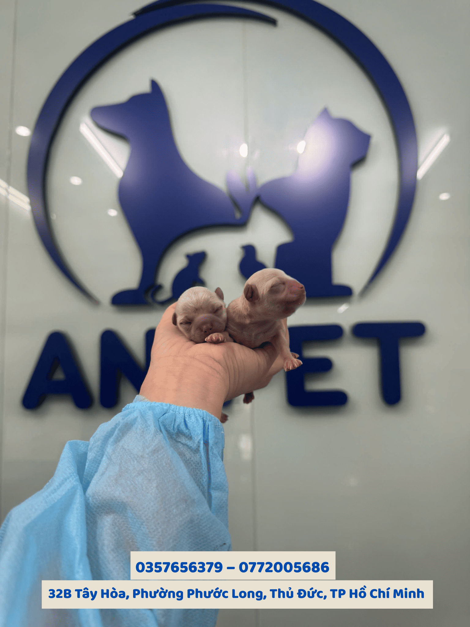 Phẫu thuật mổ đẻ cho chó mèo