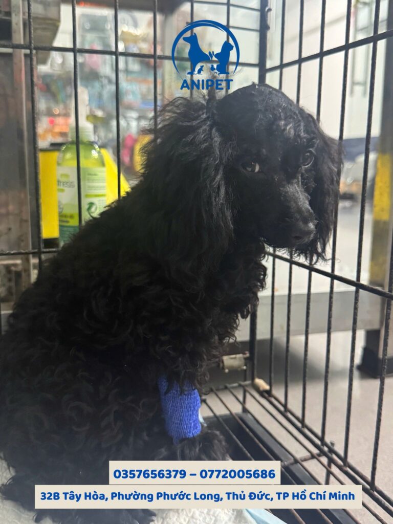 Chăm sóc thú cưng sau phẫu thuật