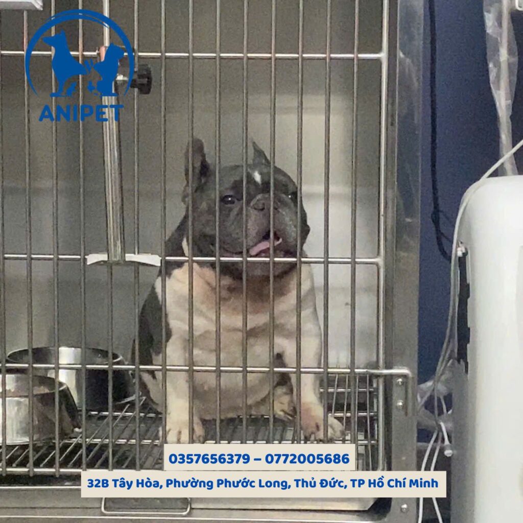 Chăm sóc thú cưng sau phẫu thuật