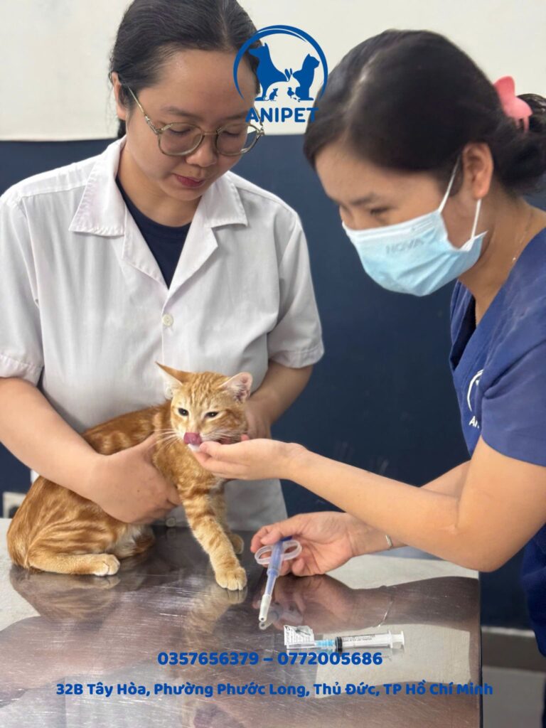 Chuẩn bị trước phẫu thuật cho chó mèo