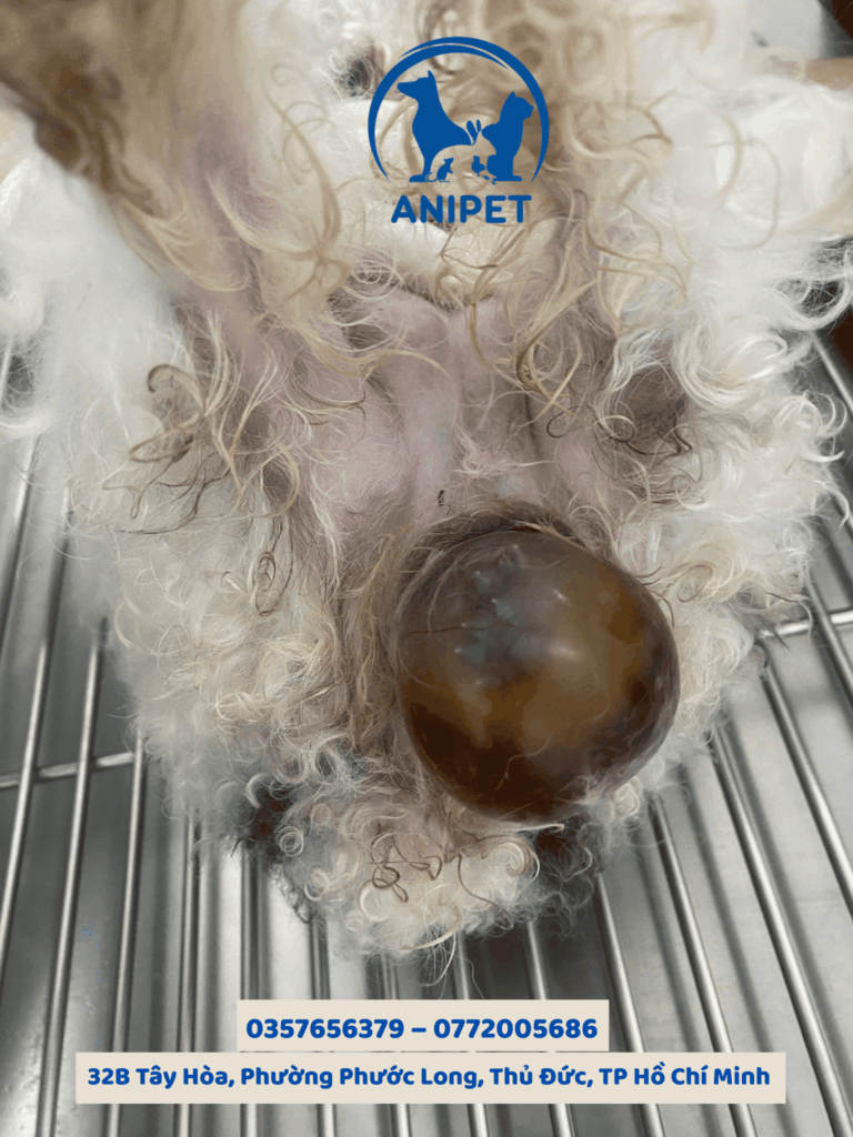 Phẫu thuật mổ đẻ cho chó mèo