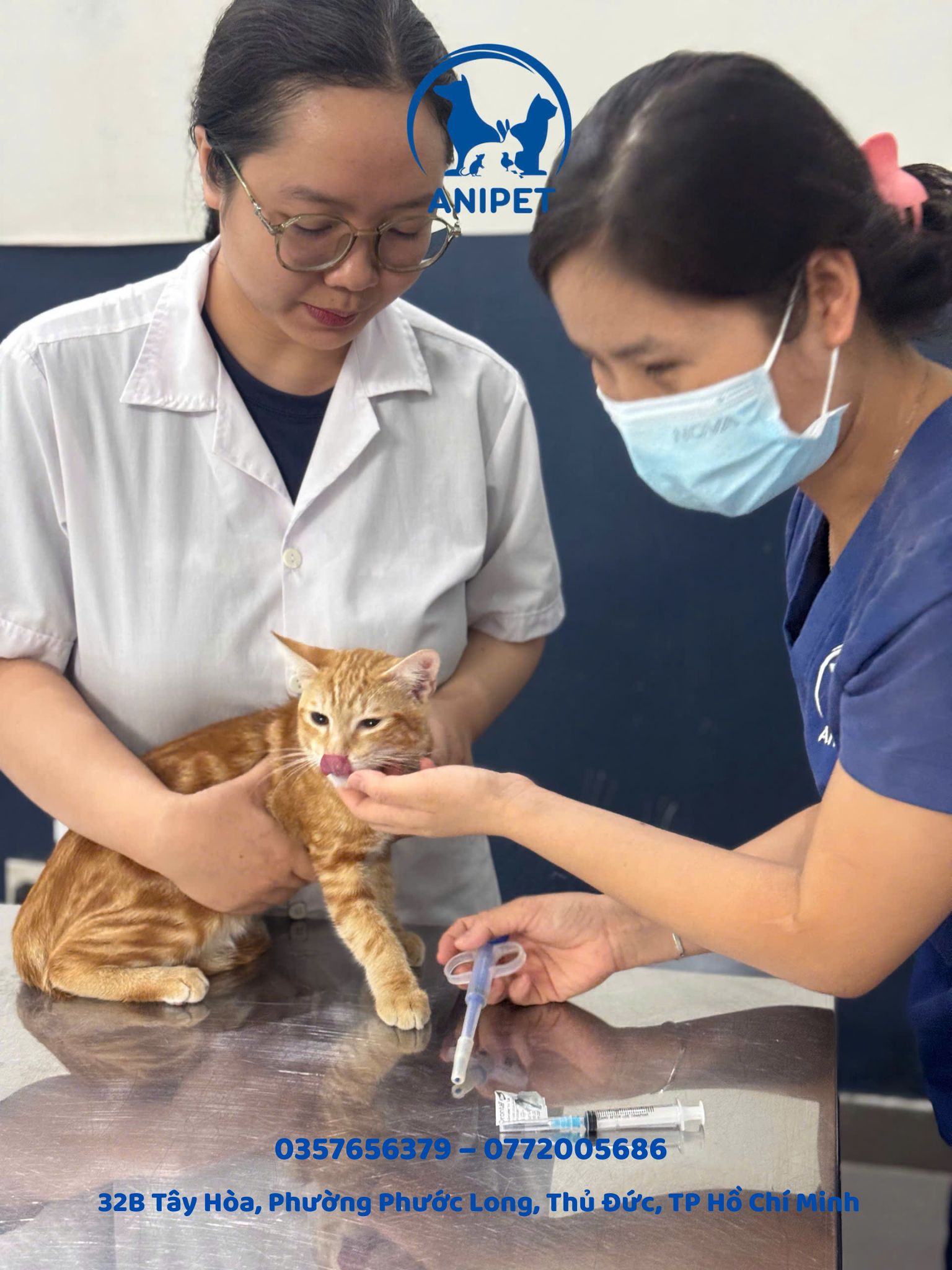 Chuẩn bị trước phẫu thuật cho chó mèo