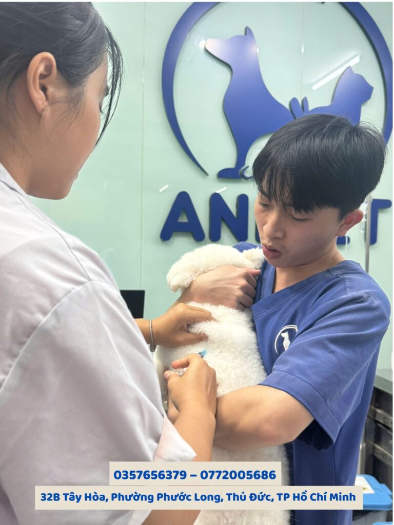 Chuẩn bị trước phẫu thuật cho chó mèo