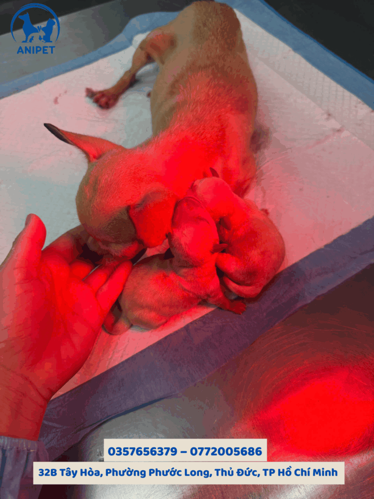 Phẫu thuật mổ đẻ cho chó mèo